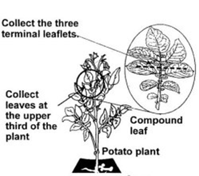 Leaf Sampling for Virus Testing