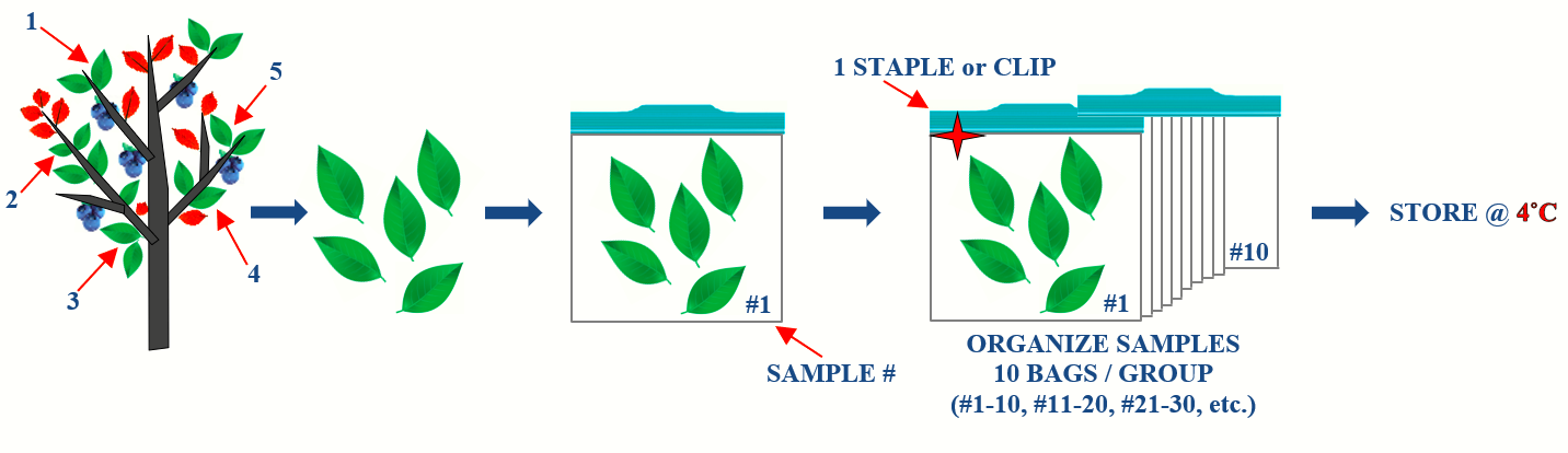 How to Take a Blueberry Leaf Sample